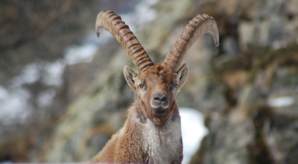portrait de bouquetin