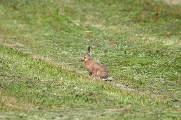Junger Feldhase im Gras sitzend wie ein Osterhase