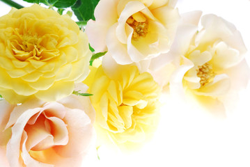 yellow rose flowes