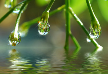 water drop