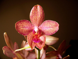 Fototapeta na wymiar Phalaenopsis - Malaienblume