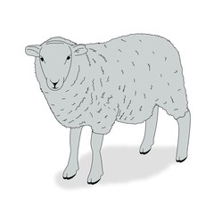 Sheep
