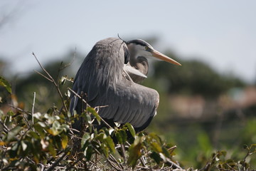 NESTING HERON