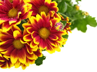 orange gelbe Chrysantheme