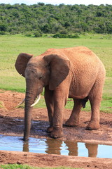 Obraz premium A young African Elephant Bull drinking at a waterhole