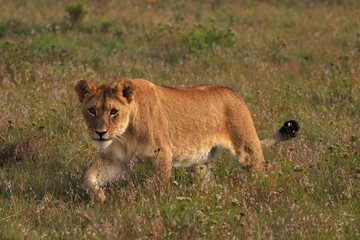 Fototapeta na wymiar Young lion stalking