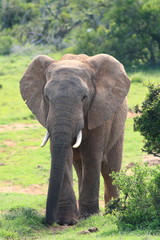 Fototapeta na wymiar A young African Elephant Bull 