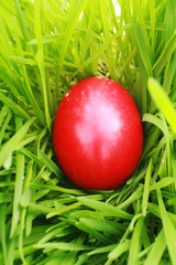 colorful eggs in nest made out of grass