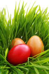 colorful eggs in nest made out of grass