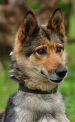 Hund