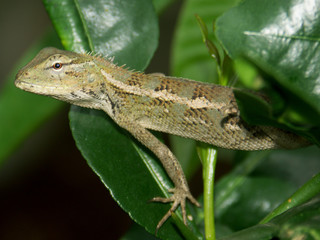 lézard