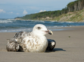Seagull on the beach: 