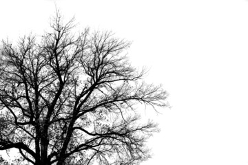 Silhouette of old tree, grayscale image