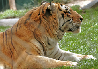 TIGER RELAXING