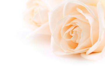 Floral background of two delicate high key beige roses 