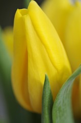 Gelbe Tulpe aus Holland