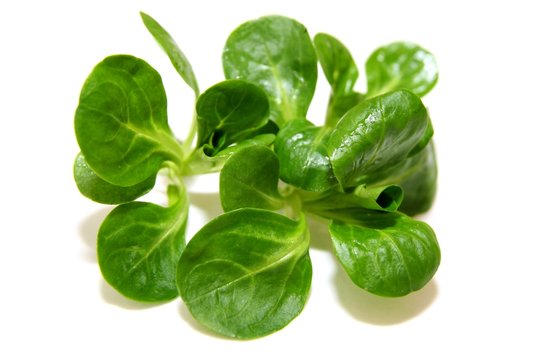 Feldsalat