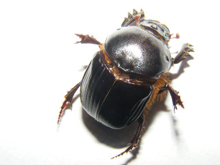 scarab beetle