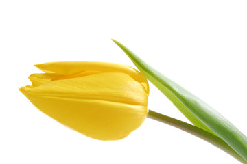 Gelbe Tulpe, Tulip