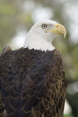 Close up of Bald Eagle (haliaeetus leucocephalus)