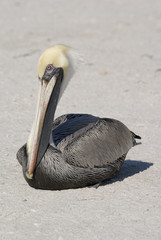 Brown Pelican