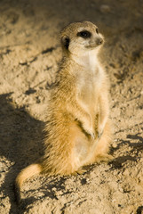 Meerkat