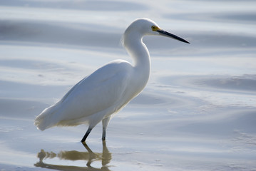 Snowy Egret