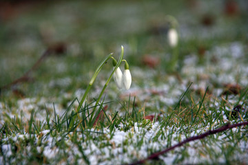 Spring Snowdrops poking through the cold frosty ground