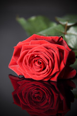 Rose on reflective background