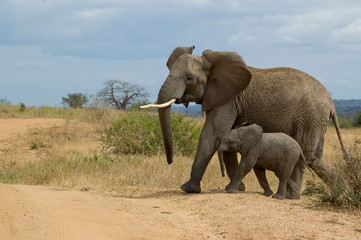 Fototapeta na wymiar Słoń z dzieckiem