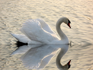 swan