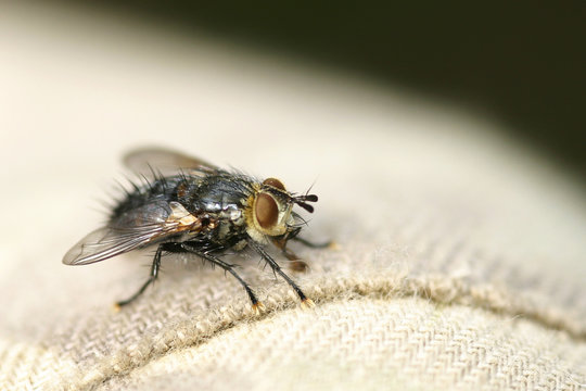 close up photo of fly on the textile