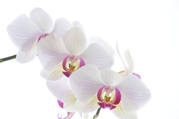 Naklejka na ściany i meble Orchid White