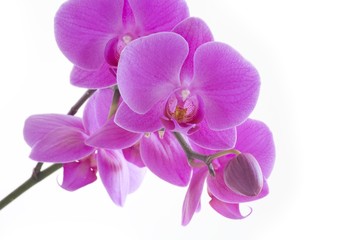 Orchid Pink