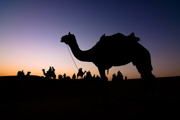 Silhouette of a camel at sunset - Thar desert, Rajasthan, India