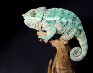 Photo sur Plexiglas Caméléon caméléon mâle coloré