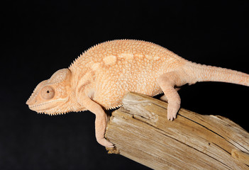 colorful female chameleon