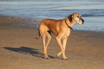 Great dane dog walking on the beach