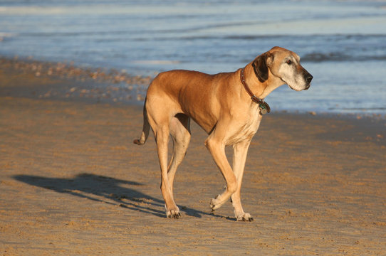 Great Dane Dog Walking On The Beach