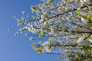 A flowering plum tree in spring