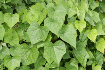 green leaves of wild grape