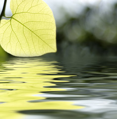 autumn leaf reflected in the water