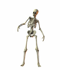 A illustration of a skeleton on a white background