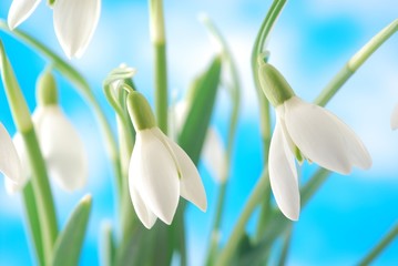 Close-up of white snowdrop against blue sky with clouds