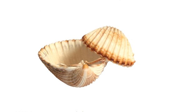two shells, white background 