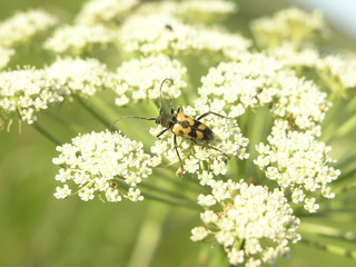 beetle on a flower