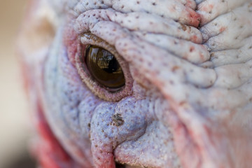 Turkey eye; extreme close up.