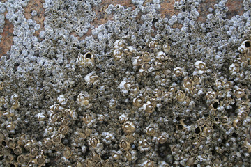 A row of barnacles on a rock..