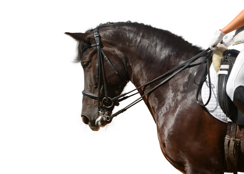 dressage, black horse - isolated on white
