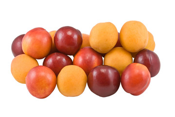 apricot, plum, nectarine isolated on white